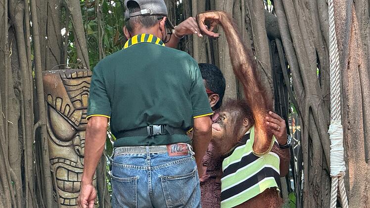 Orang-Utans als Touristenattraktion in Thailand