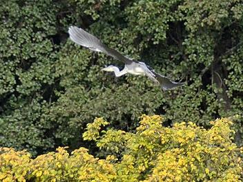 Der Graureiher kommt immer wieder ins Aschachtal zum Jagen. Diese Fotos sind Ende Oktober entstanden. Derzeit lässt sich der Vogel nur schwer fotografieren, da er zwischen den kahlen Bäumen und Sträuchern und aufgrund des nebligen Wetters kaum zu erkennen ist.  Foto: Kathrin Kupka-Hahn