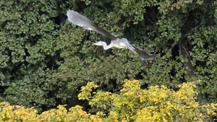 Der Graureiher kommt immer wieder ins Aschachtal zum Jagen. Diese Fotos sind Ende Oktober entstanden. Derzeit lässt sich der Vogel nur schwer fotografieren, da er zwischen den kahlen Bäumen und Sträuchern und aufgrund des nebligen Wetters kaum zu erkennen ist.  Foto: Kathrin Kupka-Hahn