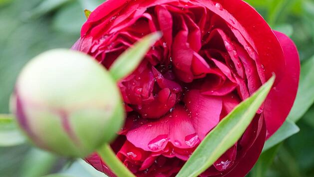 Symbolfoto: Franziska Koark/ dpa