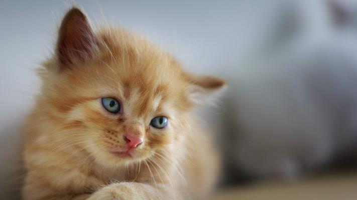 Eine Katze hat in Th&uuml;ringen vermutlich einen gro&szlig;en Brand verhindert. Symbolfoto: pixabay.com