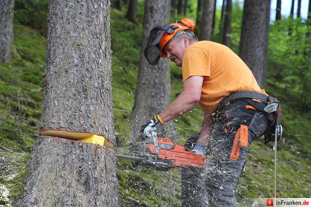 Voloprojekt: Baum fällt