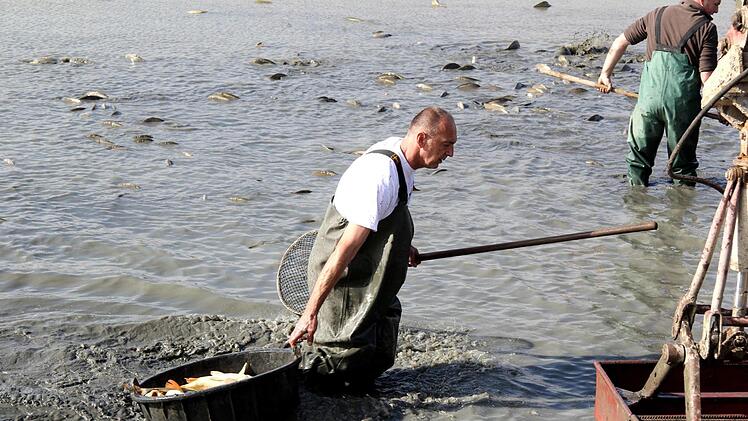 Impressionen vom Abfischen  Richard Sänger