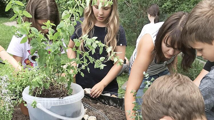 Die Grundsch&uuml;ler bepflanzen die Kr&auml;uterschnecke.  Foto: Birgit Sp&ouml;rl
