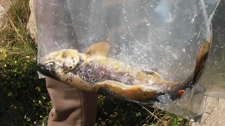 Die toten Fische werden zur toxikologischen Untersuchung an ein Labor gesandt. Foto: Matthias Einwag