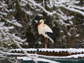 Der Meschenbacher Storch, hier bei Scherneck fotografiert. Foto: Hans-Peter Schönecker