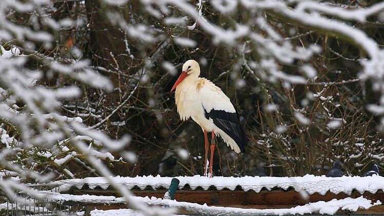 Der Meschenbacher Storch, hier bei Scherneck fotografiert. Foto: Hans-Peter Schönecker