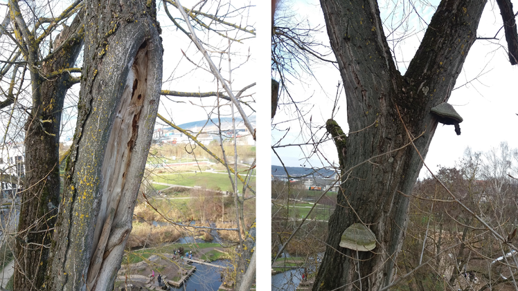 Bamberg: Stark zersetzte Pappel nicht mehr zu retten - Gef&auml;hrdung zu gro&szlig;