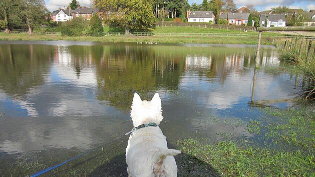 West Highland White Terrier