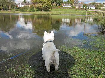 West Highland White Terrier