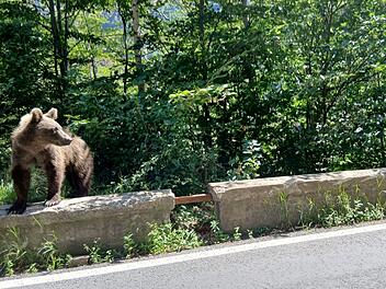 Braunb&auml;r