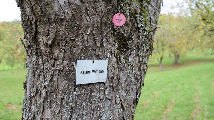 Auf der Streuobstwiese hängen Sorten-Schilder an den Bäumen.
