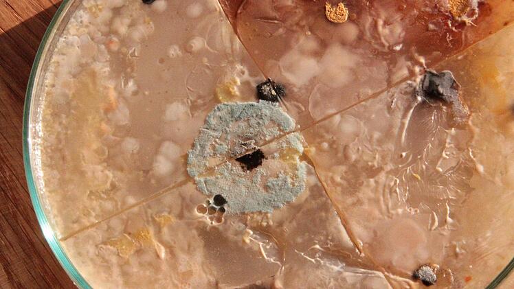 Propolis soll auch gegen Bakterien helfen.