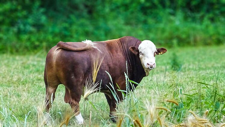 Dieser Rinderbulle hat vor einigen Tagen in Bad Rodach einen Landwirt angegriffen und tödlich verletzt.