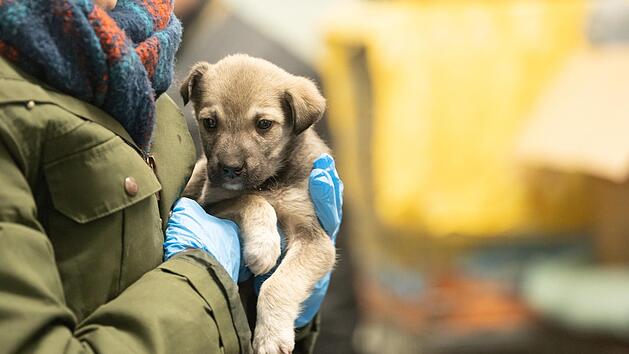 Auch bei uns in der Region kommen Fl&uuml;chtlinge aus der Ukraine mit ihren traumatisierten Haustieren an.