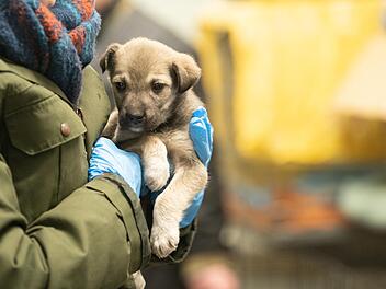 Auch bei uns in der Region kommen Flüchtlinge aus der Ukraine mit ihren traumatisierten Haustieren an.