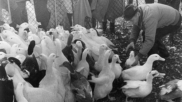Die Enten und G&auml;nse an der Aurach waren zu Martini bei der Bev&ouml;lkerung sehr beliebt.  Fotos: FT-Archiv