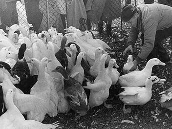 Die Enten und Gänse an der Aurach waren zu Martini bei der Bevölkerung sehr beliebt.  Fotos: FT-Archiv