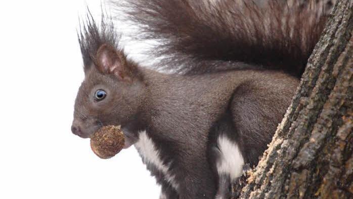 Das Eichhörnchen: Harte Nüsse, leicht geknackt. Foto: Thomas Neder