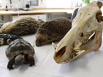 Ein Blick ins Naturkunde-Museum Coburg