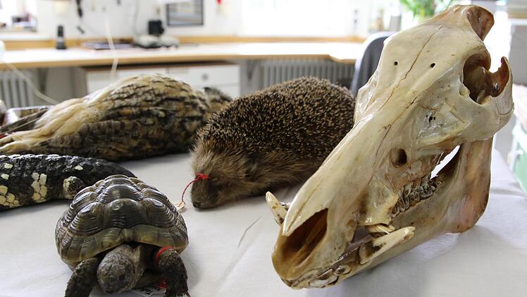 Ein Blick ins Naturkunde-Museum Coburg