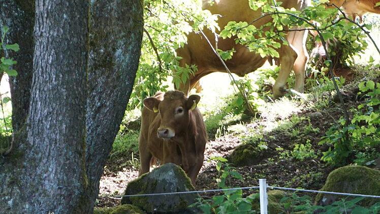 Kuh im Gebüsch Foto: Marion Eckert