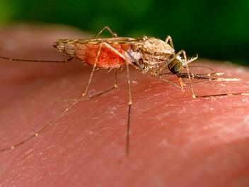 Tote durch Malaria am Frankfurter Flughafen