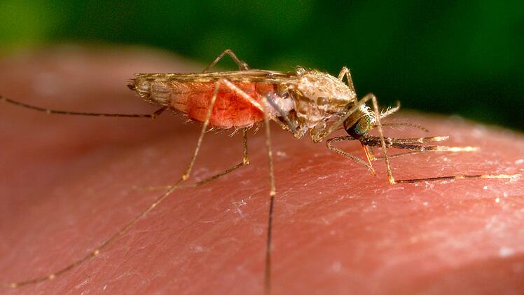 Tote durch Malaria am Frankfurter Flughafen