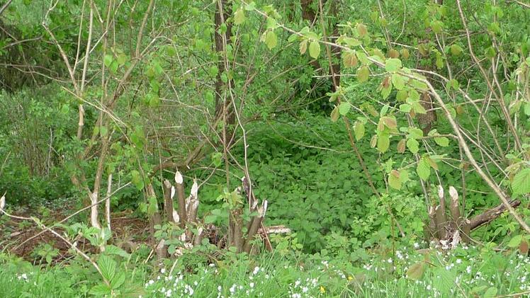 Biberspuren im Sinntal