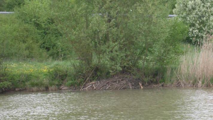 In dieser Biberburg im Gemünder Weiher wohnt seit drei Jahren eine Biberfamilie.