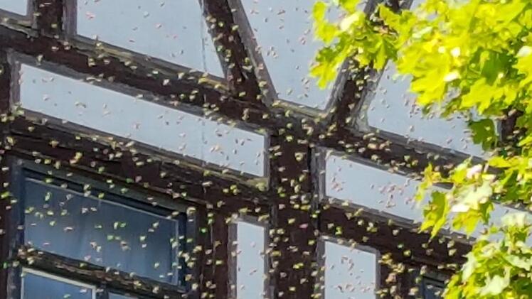 Eine regelrechte Bienenwolke zog durch die Kronacher Innenstadt. Foto: Marco Meißner