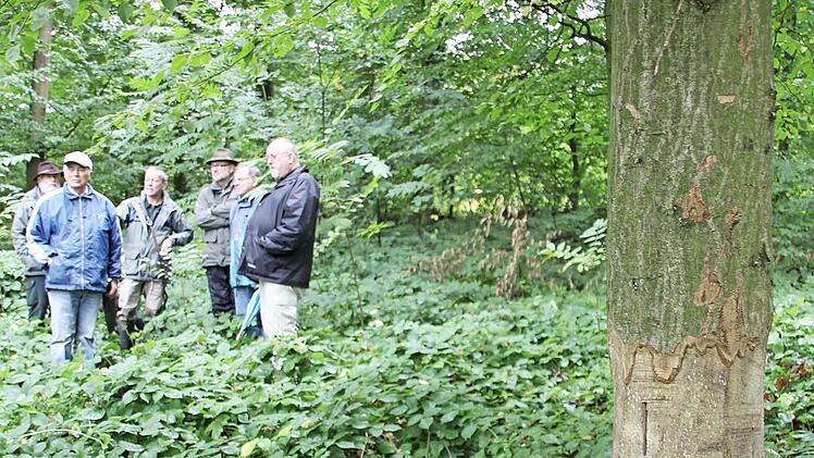 Zum Absterben verurteilt: die geschälte Rinde soll dem Unterdrücker-Baum (rechts) den Garaus machen, damit die Nachbarstämme besser gedeihen, erklärte Revierförster Wolfgang Gnannt den Mitgliedern des Spitalausschusses. Fotos: Ralf Kestel