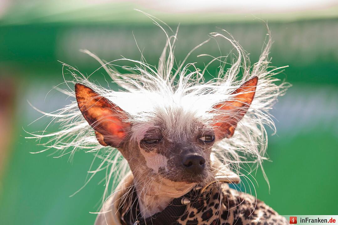 2016 World's Ugliest Dog Contest in California