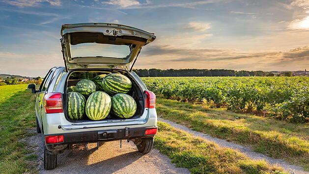 Niederbayern: Senior versucht etliche Wassermelonen von Feld zu stehlen
