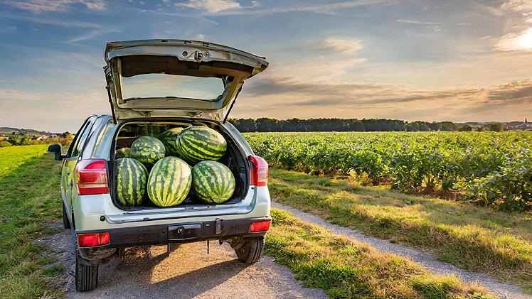 Niederbayern: Senior versucht etliche Wassermelonen von Feld zu stehlen