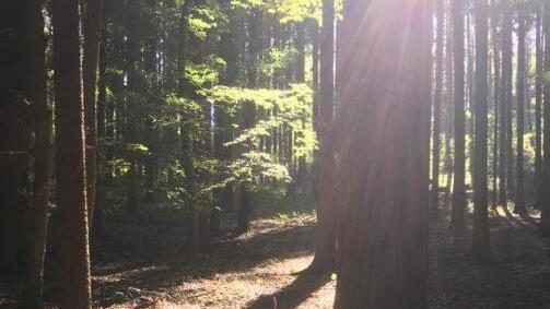 Ruhe finden im Wald - Margit Schreppel gibt Anregungen, wie das am besten gemacht werden kann.Archiv Margit Schreppel