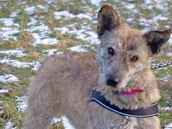 Taki sucht ein Zuhause. Foto: privat