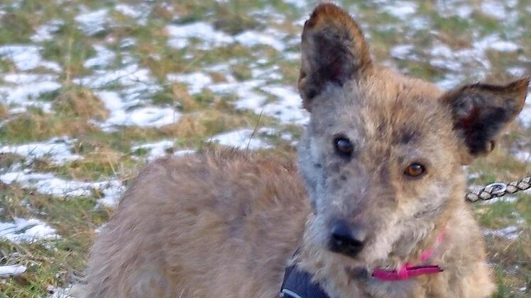 Taki sucht ein Zuhause. Foto: privat