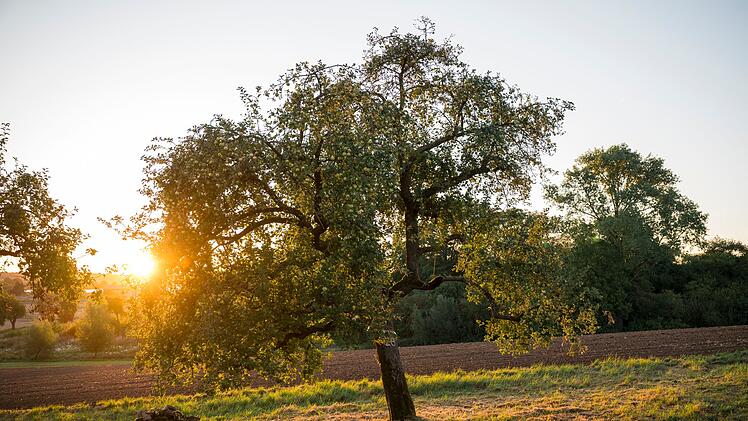 Sonnenaufgang &uuml;ber einer Streuobstwiese
