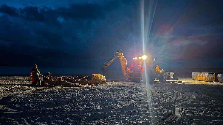 Weitere Entwicklung zum Buckelwal in der Ostsee