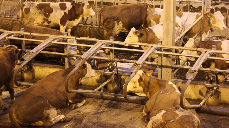 Zu Gast im neuen Stall in Effelter. Foto: Marco Meißner