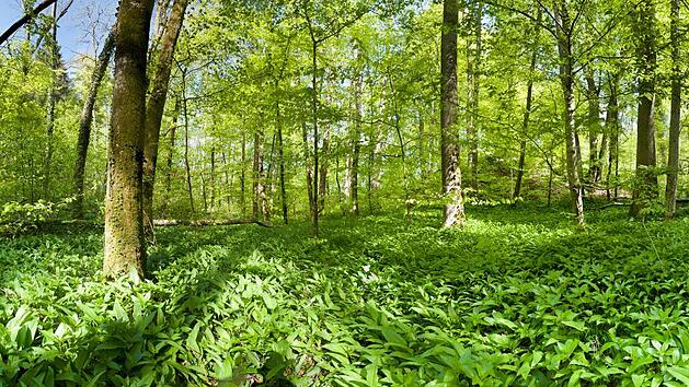 Ab Mitte März kannst du in vielen Fränkischen Wäldern und Parks frischen Bärlauch ernten.