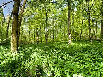 Ab Mitte März kannst du in vielen Fränkischen Wäldern und Parks frischen Bärlauch ernten.