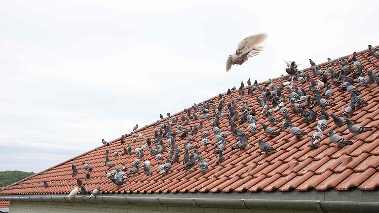 Betritt er den Taubenschlag, machen die Tiere den Abflug und nehmen auf dem Dach des Parkhauses Platz.
