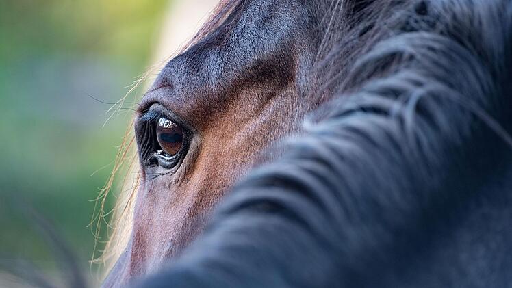 Eckental: 18-J&auml;hrige f&auml;llt wegen fremder Hunde vom Pferd - Halter fl&uuml;chtig