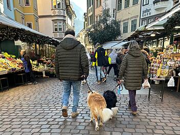 Hunde in Bozen