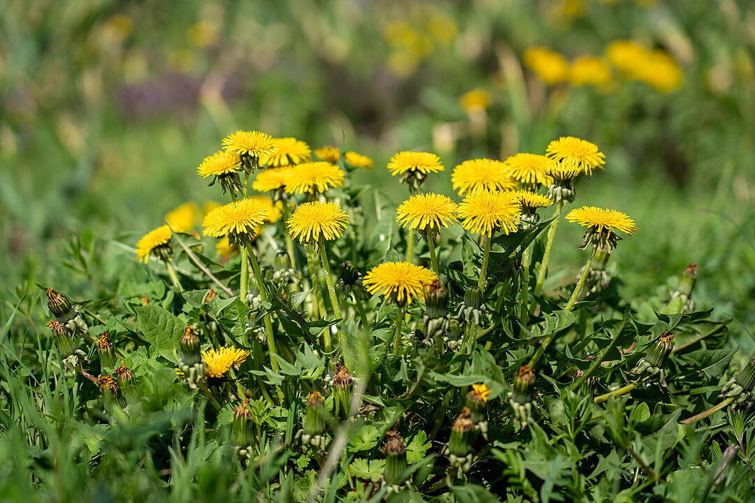 Wundersch&ouml;ne Naturfotos aus Bamberg.