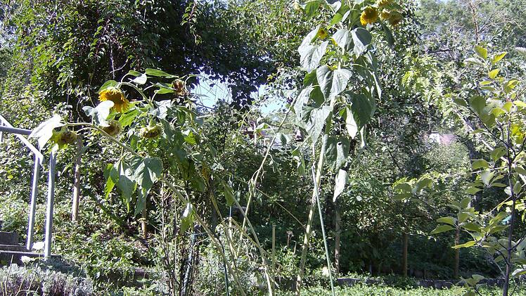 Im Garten der Familie Trautner in Gräfenberg. Foto: Petra Malbrich