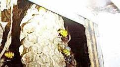 Ein Hornissenschwarm hat einen Rollokasten in Beschlag genommen hat. Foto: Sebastian Metz