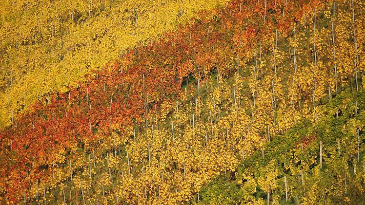 Rebstöcke bei Wirmsthal zeigen herbstliche Farben. Foto: Arkadius Guzy
